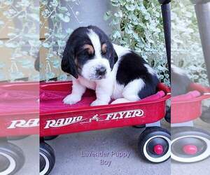Basset Hound Puppy for Sale in WILSONVILLE, Oregon USA
