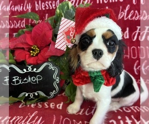 Cavalier King Charles Spaniel Puppy for Sale in ABILENE, Texas USA