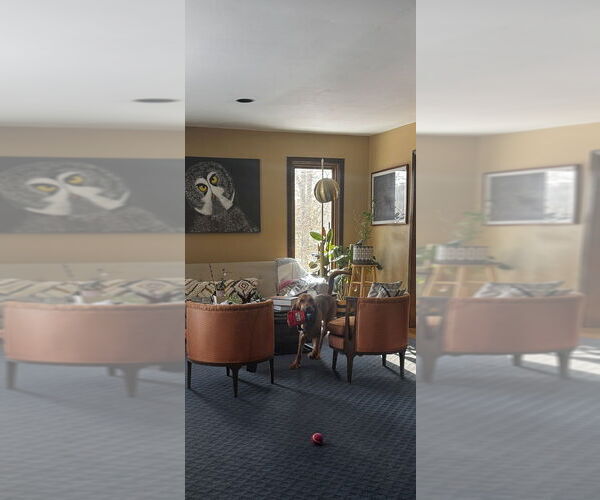 Medium Photo #2 Bloodhound-Unknown Mix Puppy For Sale in Brewster, NY, USA