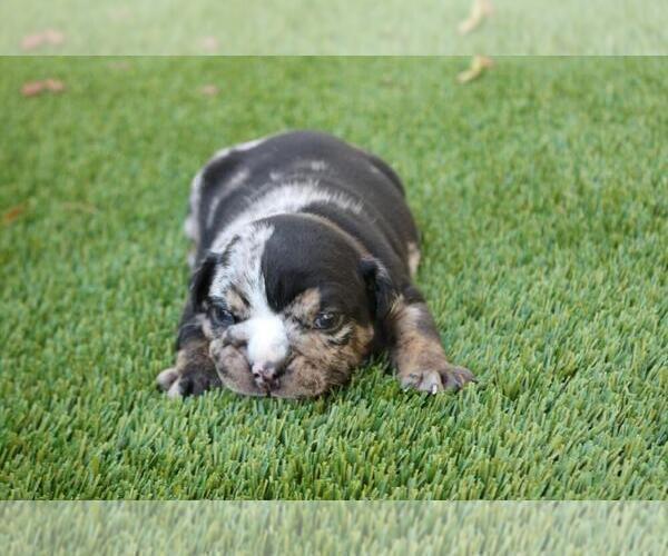 Medium Photo #4 English Bulldog Puppy For Sale in GRAPEVINE, TX, USA