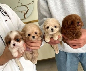 Maltipoo Puppy for sale in LOS ANGELES, CA, USA