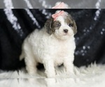 Small #3 Goldendoodle (Miniature)