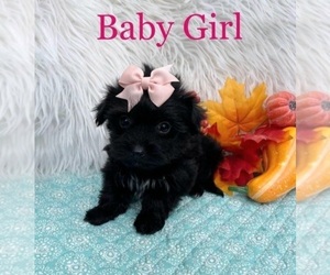 Morkie Puppy for Sale in BELDING, Michigan USA