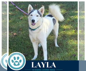 Layla 102426 - Female Siberian Husky Dog for Adoption - Photo #2