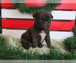 Small Photo #2 Jug-Pug Mix Puppy For Sale in MOUNT SOLON, VA, USA