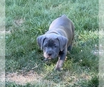 Small #1 American Pit Bull Terrier