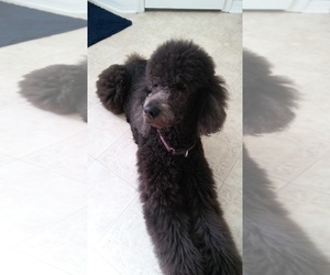 Mother of the Bouvier Des Flandres-Poodle (Standard) Mix puppies born on 05/04/2019