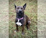 Small #1 Australian Kelpie Mix