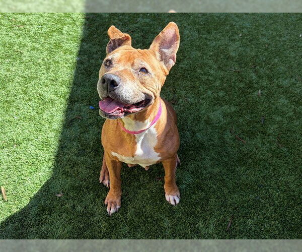 Medium Photo #3 American Pit Bull Terrier-Unknown Mix Puppy For Sale in Moreno Valley, CA, USA