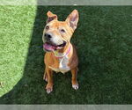 Small #2 American Pit Bull Terrier Mix
