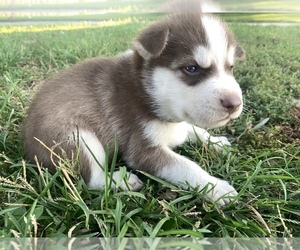 Siberian Husky Puppy for sale in URBANA, IN, USA