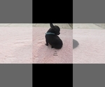 Small #2 Chihuahua