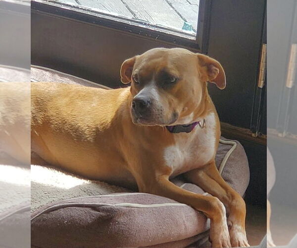 Medium Photo #10 American Pit Bull Terrier-Unknown Mix Puppy For Sale in Germantown, OH, USA