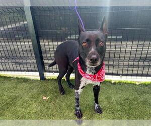 Mutt Dogs for adoption in Orange, CA, USA