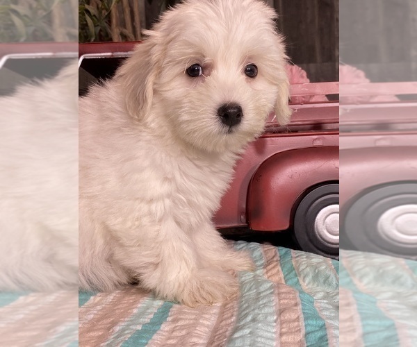Medium Photo #2 Havaton Puppy For Sale in CANOGA, NY, USA