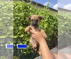 Spaniel-Welsh Corgi Mix Dogs for adoption in Brewster, NY, USA