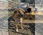 Small #1 Bullmastiff-German Shepherd Dog Mix