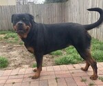 Small Photo #1 Rottweiler Puppy For Sale in NORFOLK, VA, USA