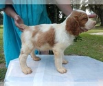 Small Photo #1 Brittany Puppy For Sale in FORT MC COY, FL, USA