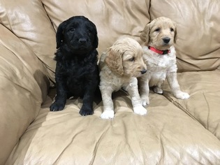 Goldendoodle Puppy for sale in SPICER, MN, USA