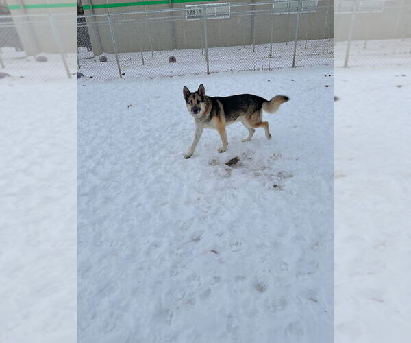 Medium Photo #3 Gerberian Shepsky Puppy For Sale in Pierceton , IN, USA