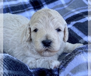 Goldendoodle (Miniature) Puppy for sale in ALGOMA, WI, USA
