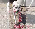 Small #6 American Bulldog Mix