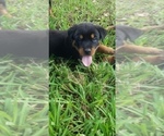 Small Photo #2 Rottweiler Puppy For Sale in PASADENA, TX, USA