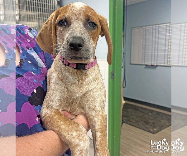 Medium Photo #1 Mutt Puppy For Sale in Washington, DC, USA