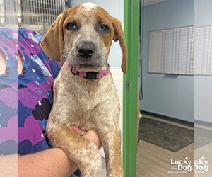 Mutt Dogs for adoption in Washington, DC, USA