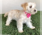 Small #3 Maltese-Poodle (Toy) Mix