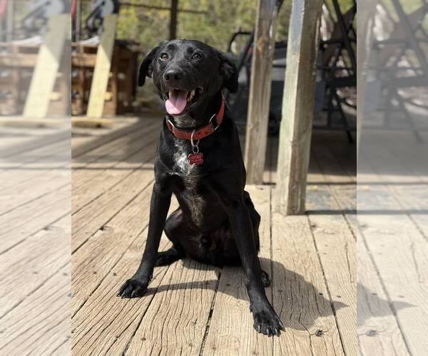 Medium Photo #1 Labrador Retriever-Unknown Mix Puppy For Sale in Chester, NJ, USA