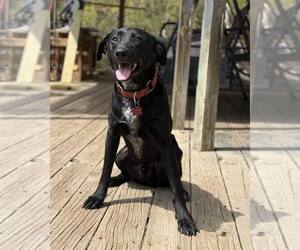 Labrador Retriever-Unknown Mix Dogs for adoption in Chester, NJ, USA