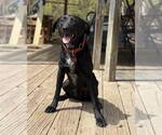 Small Labrador Retriever Mix