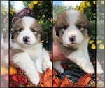 Small Photo #5 Great Bernese Puppy For Sale in OVERLAND, KS, USA
