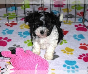 Havanese Puppy for sale in ORO VALLEY, AZ, USA