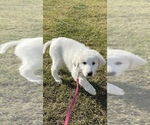 Small Photo #13 Great Pyrenees Puppy For Sale in CANOGA, NY, USA