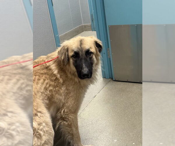 Medium Photo #1 Great Pyrenees-Unknown Mix Puppy For Sale in Las Vegas, NV, USA