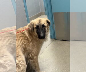 Great Pyrenees-Unknown Mix Dogs for adoption in Las Vegas, NV, USA