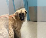 Small Great Pyrenees Mix