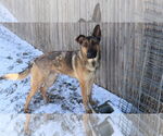 Small #15 German Shepherd Dog