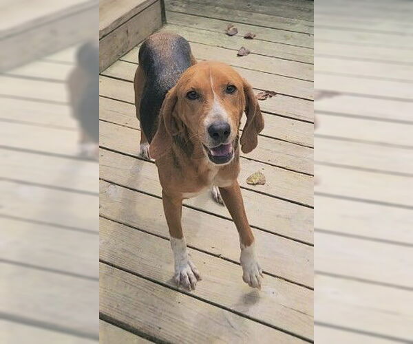 Medium Photo #8 Mutt Puppy For Sale in Murfreesboro, NC, USA