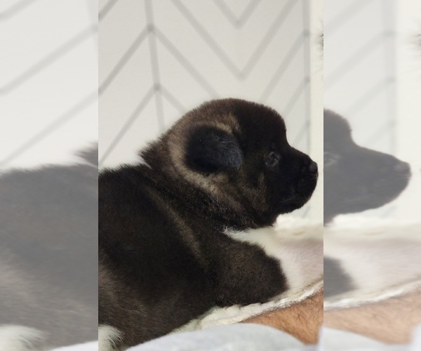 Medium Photo #7 Akita Puppy For Sale in STRAFFORD, MO, USA