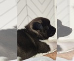 Small Photo #7 Akita Puppy For Sale in STRAFFORD, MO, USA