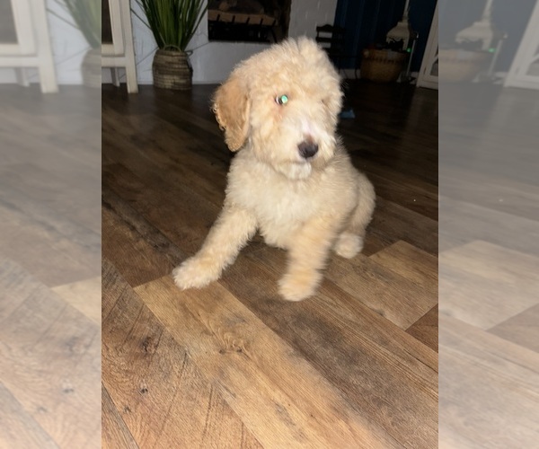 Medium Photo #5 Poodle (Standard) Puppy For Sale in WHITESBURG, KY, USA