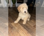 Small Photo #5 Poodle (Standard) Puppy For Sale in WHITESBURG, KY, USA