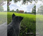 Small Photo #4 Australian Cattle Dog Puppy For Sale in LAURINBURG, NC, USA