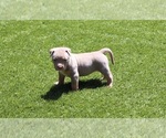 Puppy Puppy 5 Light p American Bully