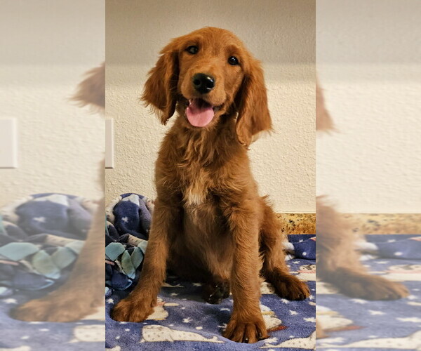 Medium Photo #1 Goldendoodle Puppy For Sale in LAS VEGAS, NV, USA