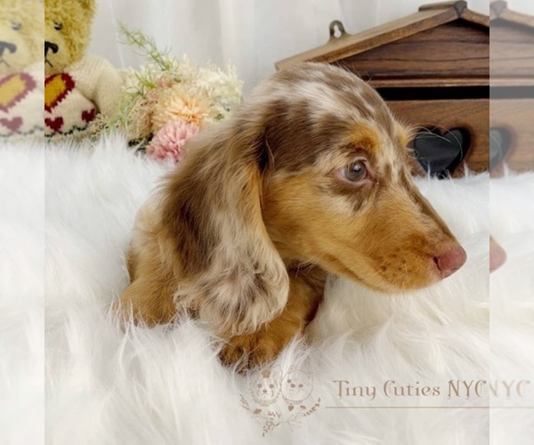 Medium Photo #5 Dachshund Puppy For Sale in ASTORIA, NY, USA
